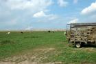 Cows and Gas pipeline