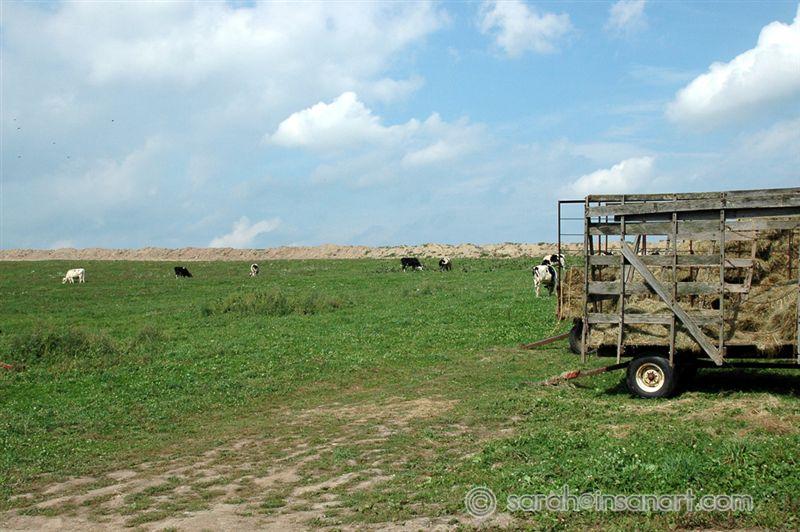 Cows and Gas pipeline