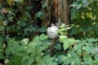 The camp "boob" (fungus)