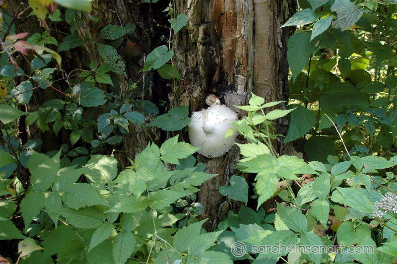 The camp "boob" (fungus)