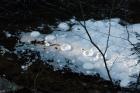 [JAN] DISTURBING FOAM DISCS BELOW FALL BROOK FALLS! (3)
