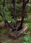 Wood