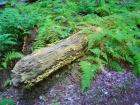 Old Yellow Log