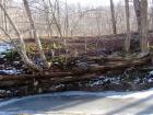 Creek Support Timbers