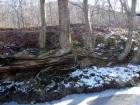 Creek Support Timbers 2