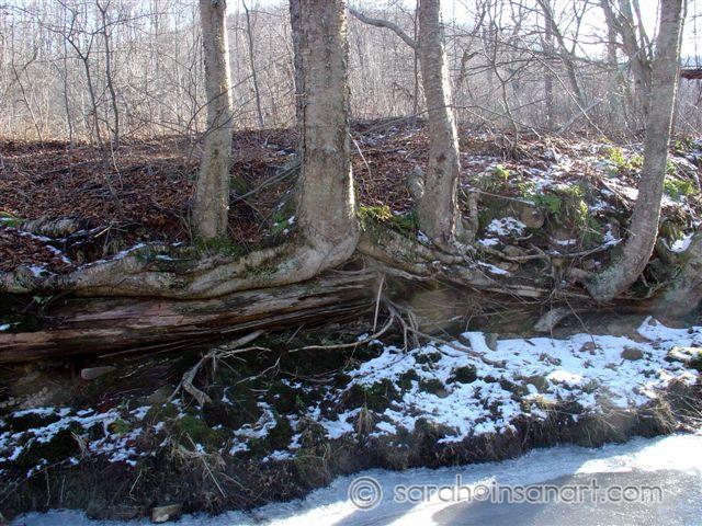 Creek Support Timbers 2
