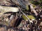 Shovels