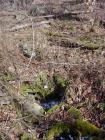 Springhouse