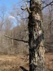 Thorn Apple 