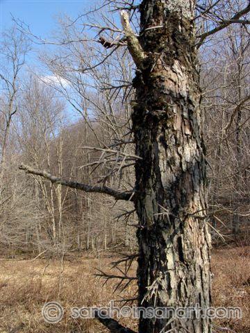 Thorn Apple 