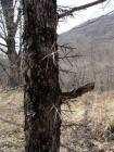 Thorn Apple 2
