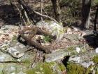"Bolt" near sawmill