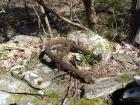 "Bolt" near sawmill 2