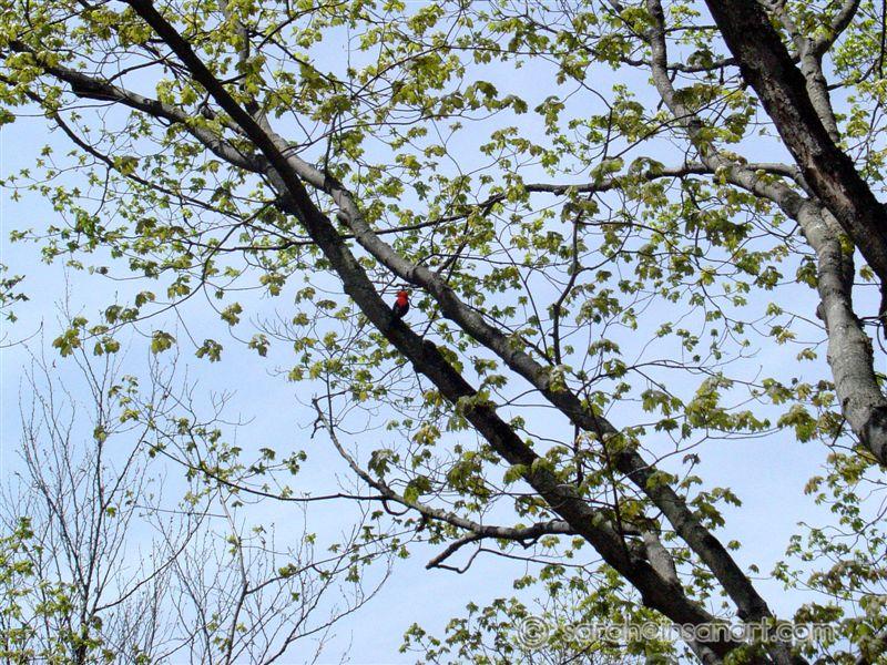 DSC03334