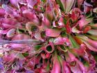 Pitcher Plant